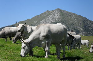 Vaches Gasconnes au pied du Mont Béas